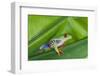 Agalychnis Callidryas-DLILLC-Framed Photographic Print