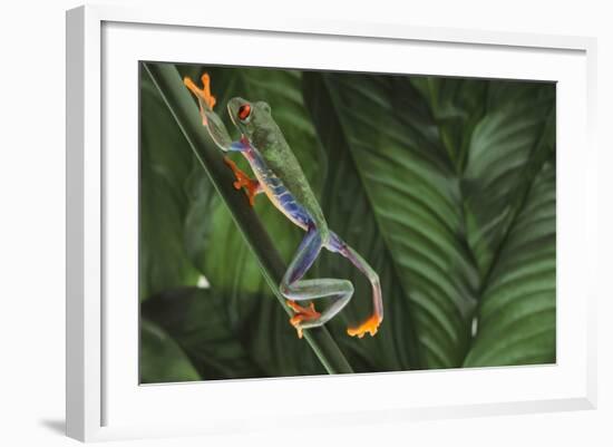 Agalychnis Callidryas-DLILLC-Framed Photographic Print