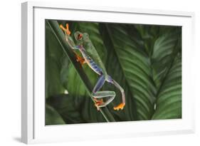 Agalychnis Callidryas-DLILLC-Framed Photographic Print