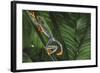 Agalychnis Callidryas-DLILLC-Framed Photographic Print