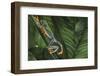 Agalychnis Callidryas-DLILLC-Framed Photographic Print