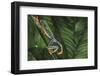 Agalychnis Callidryas-DLILLC-Framed Photographic Print