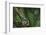 Agalychnis Callidryas-DLILLC-Framed Photographic Print