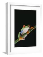 Agalychnis Callidryas-DLILLC-Framed Photographic Print