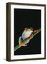 Agalychnis Callidryas-DLILLC-Framed Photographic Print