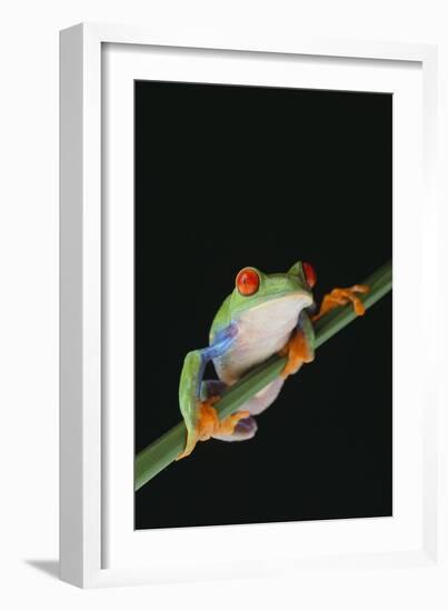 Agalychnis Callidryas-DLILLC-Framed Photographic Print