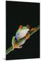 Agalychnis Callidryas-DLILLC-Mounted Photographic Print