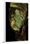 Agalychnis Moreletii (Black-Eyed Tree Frog)-Paul Starosta-Framed Premium Photographic Print
