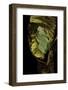 Agalychnis Moreletii (Black-Eyed Tree Frog)-Paul Starosta-Framed Photographic Print