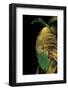 Agalychnis Moreletii (Black-Eyed Tree Frog)-Paul Starosta-Framed Photographic Print