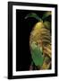 Agalychnis Moreletii (Black-Eyed Tree Frog)-Paul Starosta-Framed Photographic Print