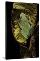 Agalychnis Moreletii (Black-Eyed Tree Frog)-Paul Starosta-Stretched Canvas