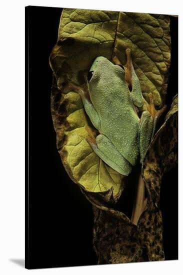 Agalychnis Moreletii (Black-Eyed Tree Frog)-Paul Starosta-Stretched Canvas