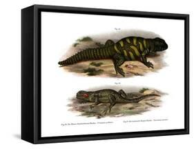 Agama-null-Framed Stretched Canvas