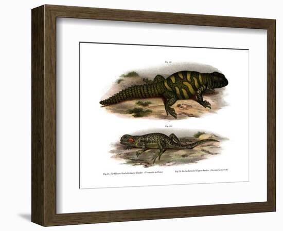 Agama-null-Framed Giclee Print