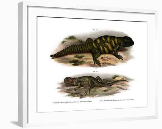 Agama-null-Framed Giclee Print