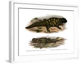 Agama-null-Framed Giclee Print