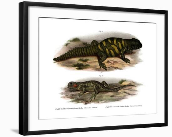 Agama-null-Framed Giclee Print