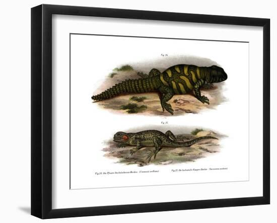 Agama-null-Framed Giclee Print