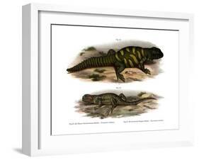 Agama-null-Framed Giclee Print