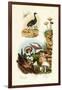 Agami Heron, 1833-39-null-Framed Giclee Print