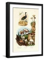 Agami Heron, 1833-39-null-Framed Giclee Print