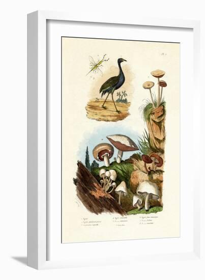 Agami Heron, 1833-39-null-Framed Giclee Print