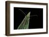 Agapanthia Cardui (Longhorn Beetle)-Paul Starosta-Framed Photographic Print