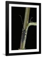 Agapanthia Cardui (Longhorn Beetle)-Paul Starosta-Framed Photographic Print
