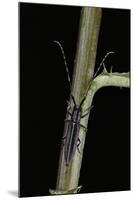 Agapanthia Cardui (Longhorn Beetle)-Paul Starosta-Mounted Photographic Print