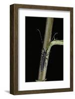 Agapanthia Cardui (Longhorn Beetle)-Paul Starosta-Framed Photographic Print