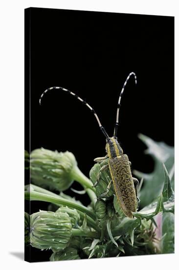 Agapanthia Dahli (Long-Horned Beetle)-Paul Starosta-Stretched Canvas