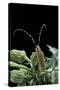Agapanthia Dahli (Long-Horned Beetle)-Paul Starosta-Stretched Canvas