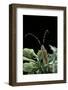 Agapanthia Dahli (Long-Horned Beetle)-Paul Starosta-Framed Photographic Print