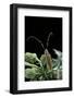 Agapanthia Dahli (Long-Horned Beetle)-Paul Starosta-Framed Photographic Print