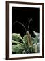 Agapanthia Dahli (Long-Horned Beetle)-Paul Starosta-Framed Photographic Print