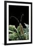 Agapanthia Dahli (Long-Horned Beetle)-Paul Starosta-Framed Photographic Print