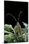 Agapanthia Dahli (Long-Horned Beetle)-Paul Starosta-Mounted Photographic Print