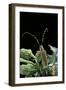 Agapanthia Dahli (Long-Horned Beetle)-Paul Starosta-Framed Photographic Print