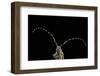 Agapanthia Dahli (Longhorn Beetle)-Paul Starosta-Framed Photographic Print