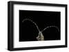 Agapanthia Dahli (Longhorn Beetle)-Paul Starosta-Framed Photographic Print