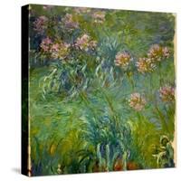 Agapanthus (1914-26)-Claude Monet-Stretched Canvas