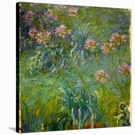 Agapanthus (1914-26)-Claude Monet-Stretched Canvas