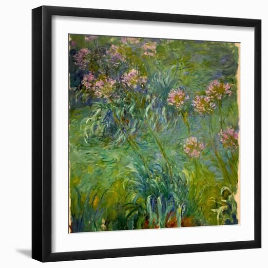 Agapanthus (1914-26)-Claude Monet-Framed Giclee Print