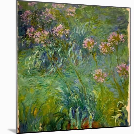 Agapanthus (1914-26)-Claude Monet-Mounted Giclee Print