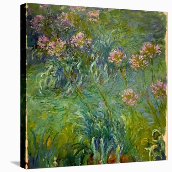 Agapanthus (1914-26)-Claude Monet-Stretched Canvas