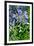 Agapanthus Africanus, Agapanthus in Umbel (Photo)-null-Framed Giclee Print