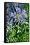 Agapanthus Africanus, Agapanthus in Umbel (Photo)-null-Framed Stretched Canvas