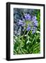 Agapanthus Africanus, Agapanthus in Umbel (Photo)-null-Framed Giclee Print