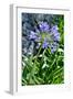 Agapanthus Africanus, Agapanthus in Umbel (Photo)-null-Framed Giclee Print